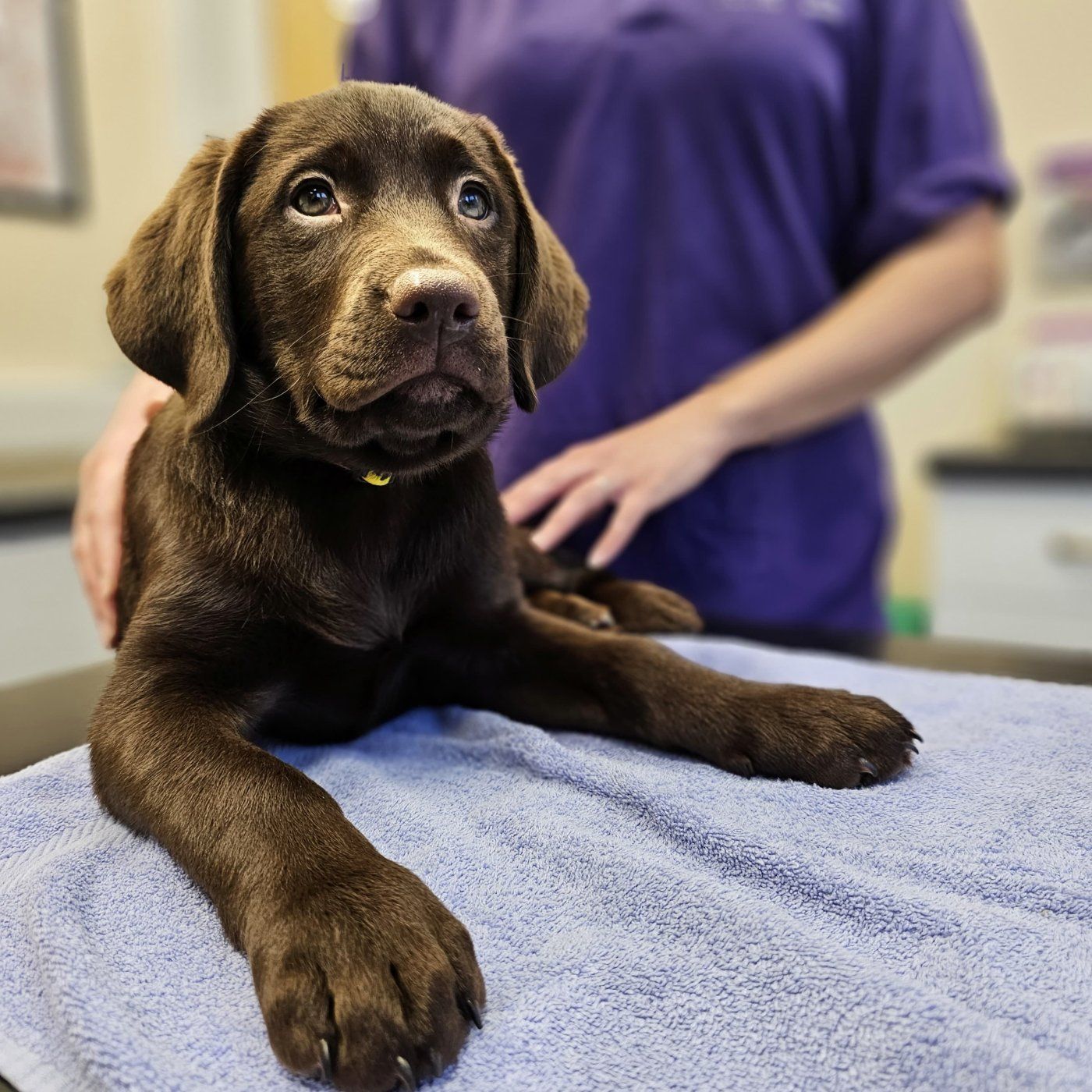 Penbode Vets new puppy clinics