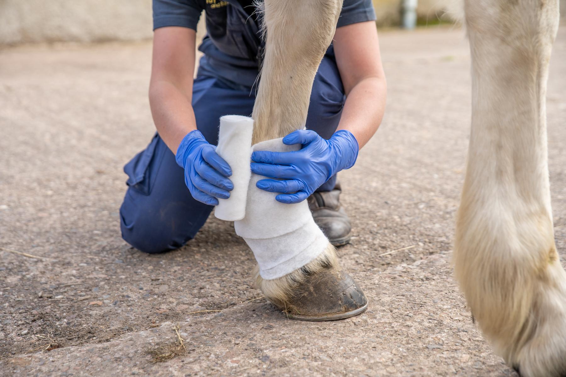 Tay Valley Vets (Web) 154