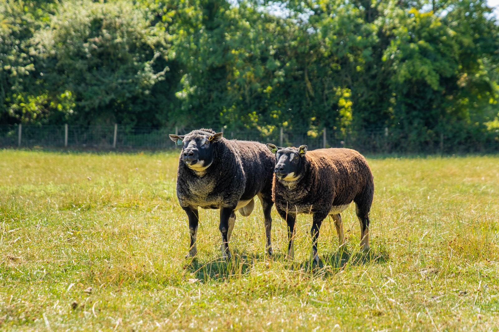 Westpoint - Sheep (Web)-6
