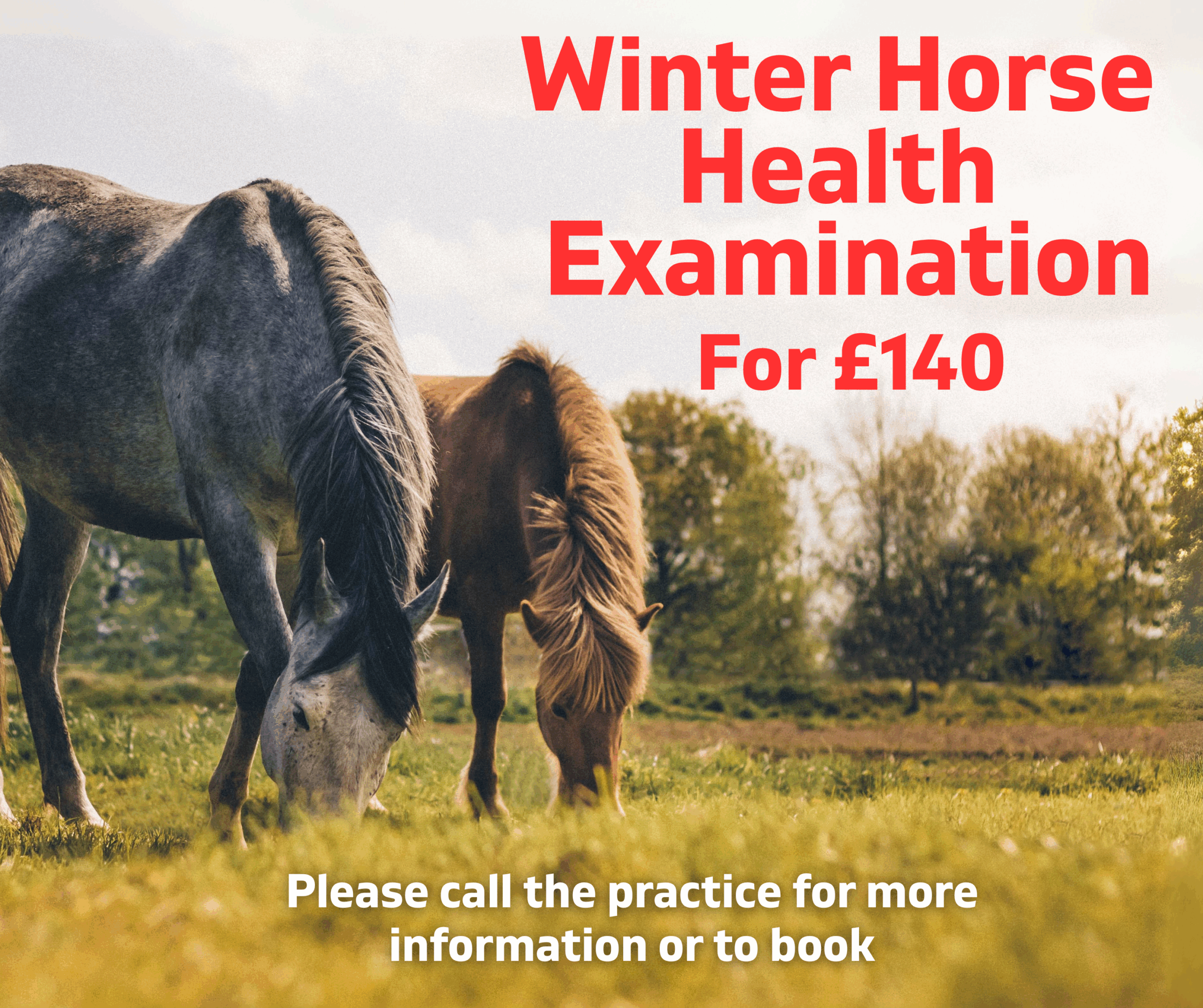 Winter Health Check Banner Phone