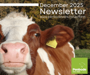 Close-up of a brown and white cow with a yellow ear tag standing outdoors. Text reads: December 2025 Newsletter, www.penbodevets.co.uk/farm. Penbode Farm Vets logo appears in the bottom right corner.