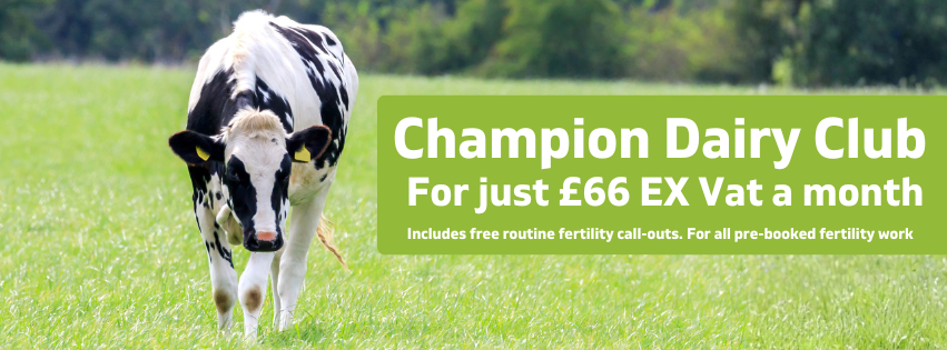 A black and white cow grazes on green grass in a field. On the right, a green banner reads: Champion Dairy Club For just £66 EX Vat a month. Includes free routine fertility call-outs. For all pre-booked fertility work.
