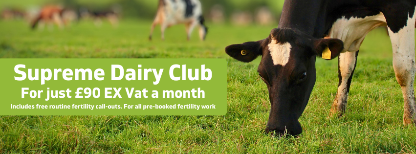 A close-up of a black and white cow grazing in a green field with more cows in the blurred background. Text overlay advertises the Supreme Dairy Club for £90 per month, including fertility call-outs.