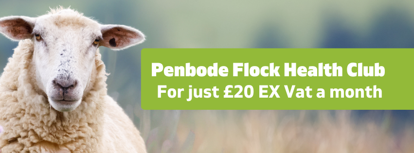 A sheep stands in a grassy field next to a green banner that reads, Penbode Flock Health Club For just £20 EX Vat a month.