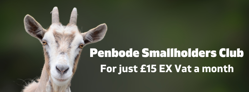 A goat with light brown and white fur faces the camera against a blurred green background. Text reads: Penbode Smallholders Club. For just £15 EX Vat a month.