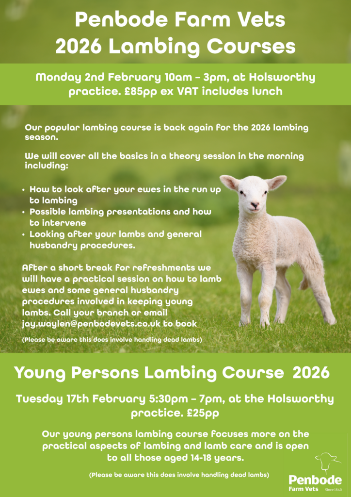 A green flyer for Penbode Farm Vets 2026 Lambing Courses details adult and youth sessions in February. It includes dates, times, prices, topics covered, and a contact email, with a photo of a lamb at the bottom right.