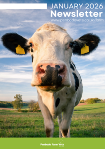 A close-up of a black-and-white cow with yellow ear tags standing in a green field under a blue sky. Text reads January 2026 Newsletter and Penbode Farm Vets with a website link at the top.