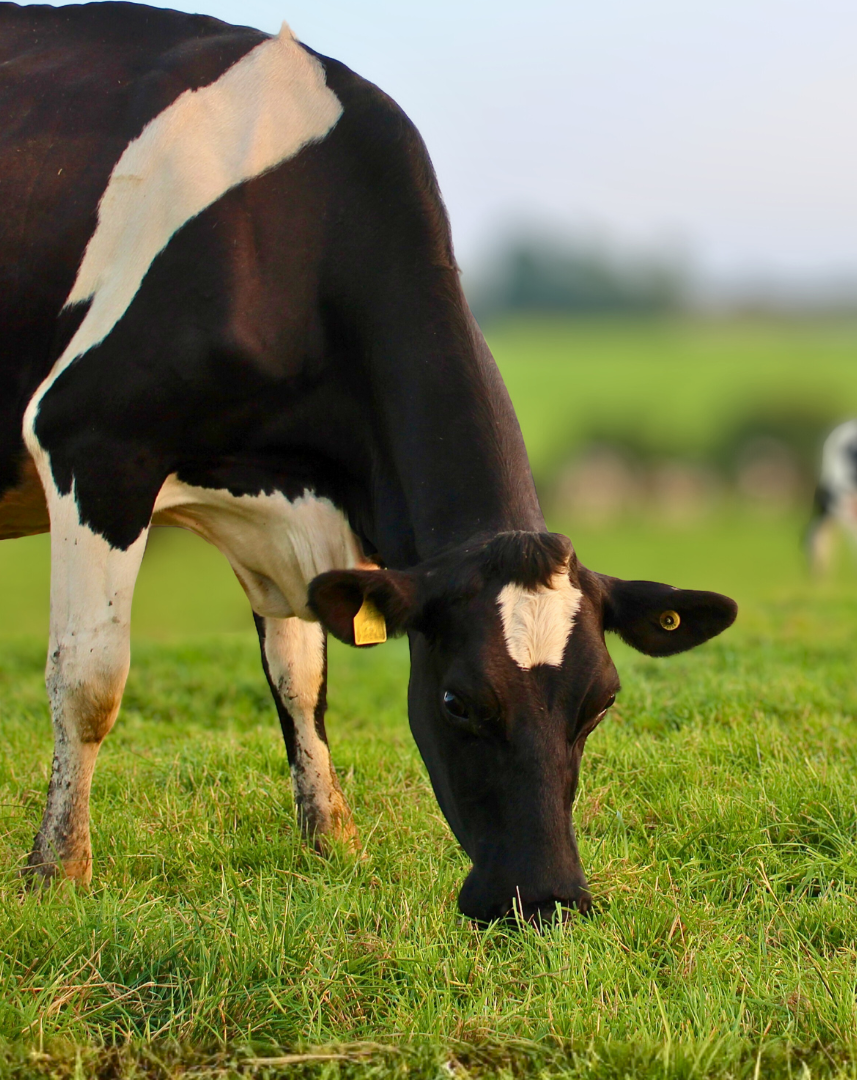 A black and white cow with a yellow ear tag grazes on green grass in a field, with another cow and blurry trees in the background.